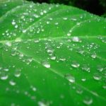 محصولات کشاورزی ارگانیک چه محصولاتی هستند؟