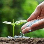 کود شیمیایی بهتر است یا حیوانی (ارگانیک)؟