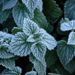 چگونه می توان یک کشاورز موفق بود؟