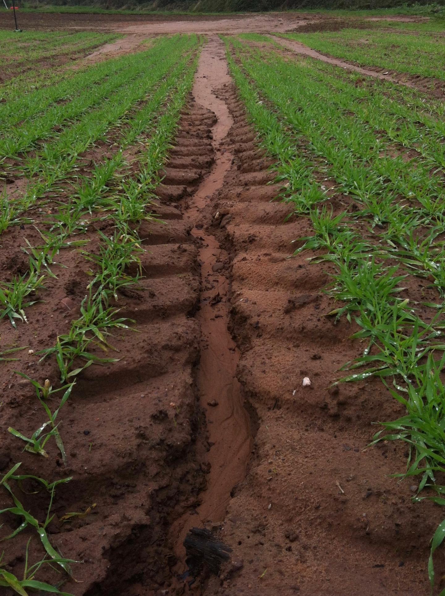 Почва и ветер. Смыв почвы. Soil erosion. Growing Soil erosion. Soil erosion in Zimbabwe.