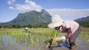 کاشت نهال برنج