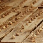 کشت ایروپونیک زعفران + باید ها و نباید ها
