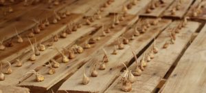 کشت ایروپونیک زعفران + باید ها و نباید ها