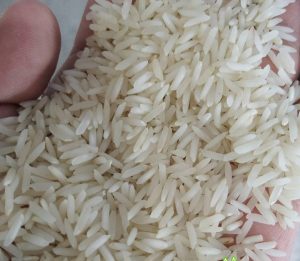 برنج پرمحصول شیرودی
