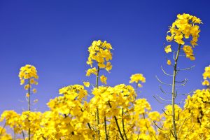 روش کشت کلزا + راهنمای کامل