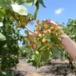 مراحل تبدیل انگور به کشمش