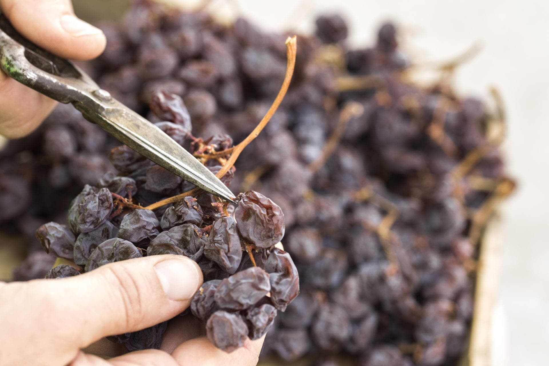 مراحل تبدیل انگور به کشمش جالیزان