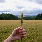 انتخاب روش آبیاری محصولات کشاورزی