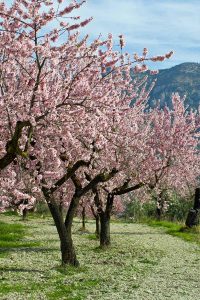 شکوفه دهی درخت بادام