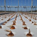 بررسی کشت هیدروپونیک زعفران