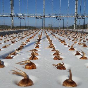 بررسی کشت هیدروپونیک زعفران