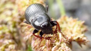 سوسک سیاه گندم را بشناسید تا با آن مقابله کنید!