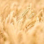 آفت و بیماری های جو و راه های مقابله با آن