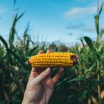 راهنمای کامل کاشت گردو + نکات مهم