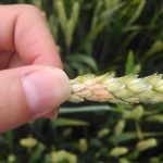 مبارزه با بیماری فوزاریومی سنبله گندم-علائم و راه حل