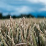 سیاهک گندم چیست؟ انواع سیاهک گندم را بشناسیم...