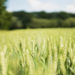 شناسایی و کنترل علف های هرز گندم