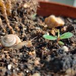 شناسایی و کنترل علف های هرز گندم