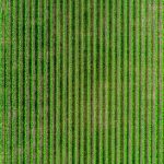 راهنمای کشت نخود فرنگی