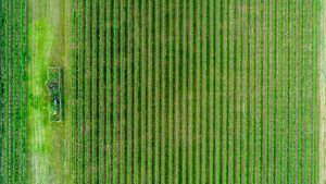 شناسایی هجوم آفات و بیماری ها به مزارع با استفاده از تصاویر ماهواره ای