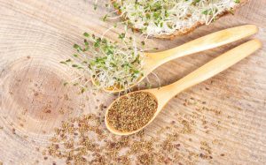 راهنمای کشت یونجه