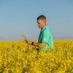 کنترل علف های هرز کلزا