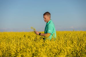 کنترل علف های هرز کلزا