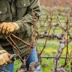 اهمیت هرس درختان