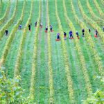 نحوه کاشت هویج