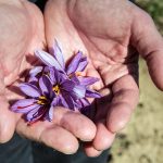 کنترل بیماری لکه سیاه سیب