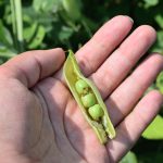 آبیاری بهینه گندم