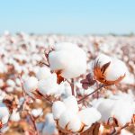 کشت پنبه