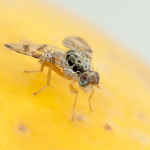 کاربرد هیومیک اسید در کشاورزی کدام است؟