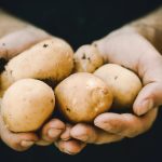 راهنمای کشت سیب زمینی