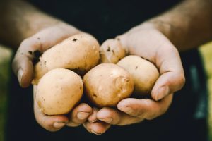راهنمای کشت سیب زمینی