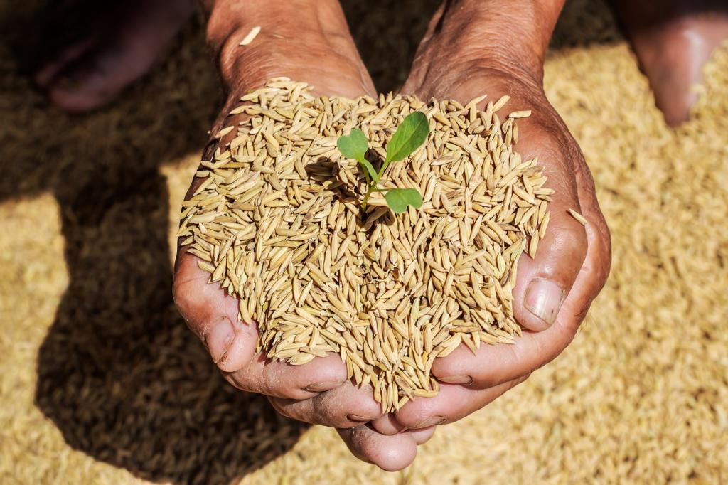 ضدعفونی بذر برنج