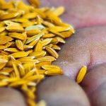 اهمیت ضدعفونی بذر برنج