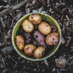 مقابله با آفت مگس گیلاس