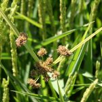 کنترل علف های هرز برنج