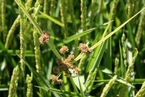 کنترل علف های هرز برنج