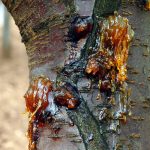 نحوه آماده سازی خزانه برنج