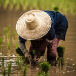 معرفی گیاه استویا