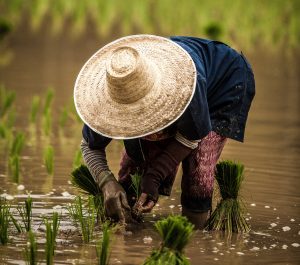 نحوه آماده سازی خزانه برنج