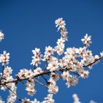 اهمیت ضدعفونی بذر برنج