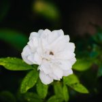 معرفی گیاه استویا