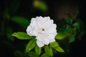 معرفی گیاه استویا