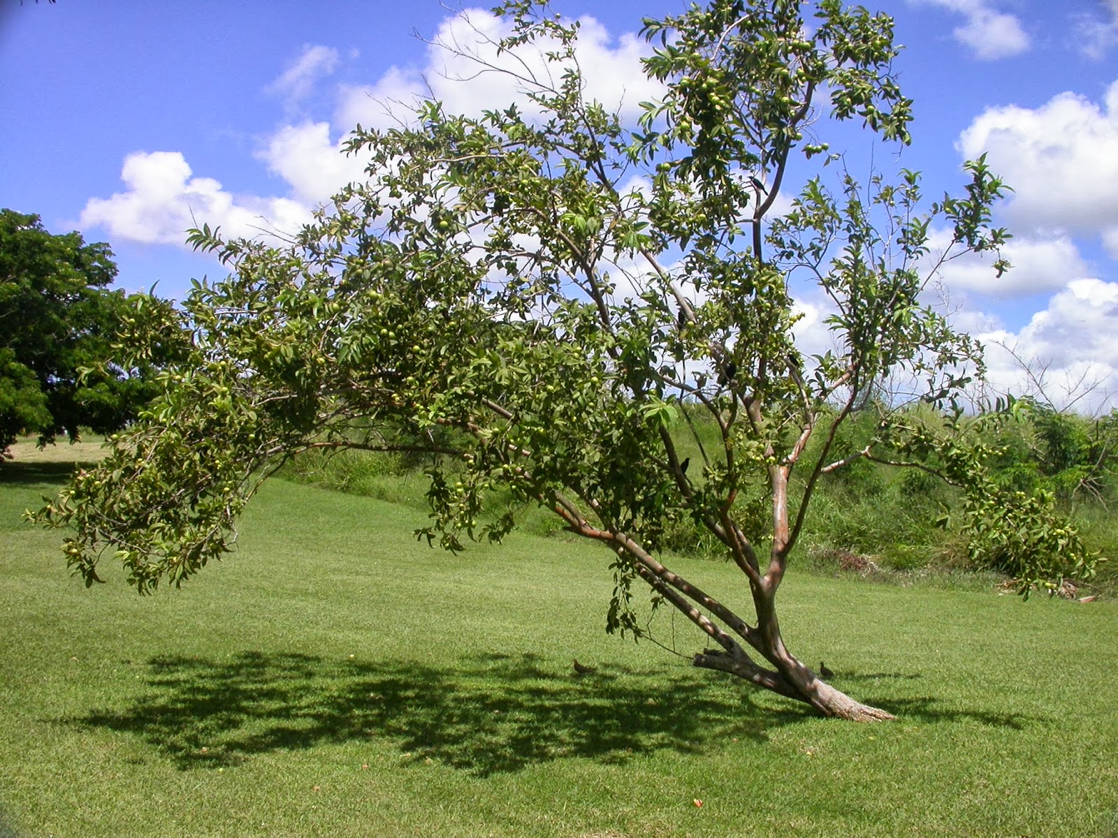 essay of guava tree