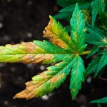 شناخت علائم کمبود مواد مغذی در گیاهان (دلایل و راه حل ها)