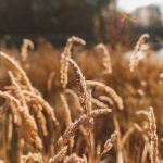 قیمت مصوبه گندم در سال 1400