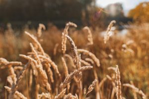 قیمت مصوبه گندم در سال 1400